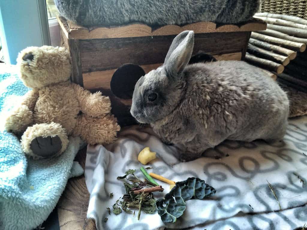 Un conejo estresado y enfermo rechinando los dientes con fuerza.