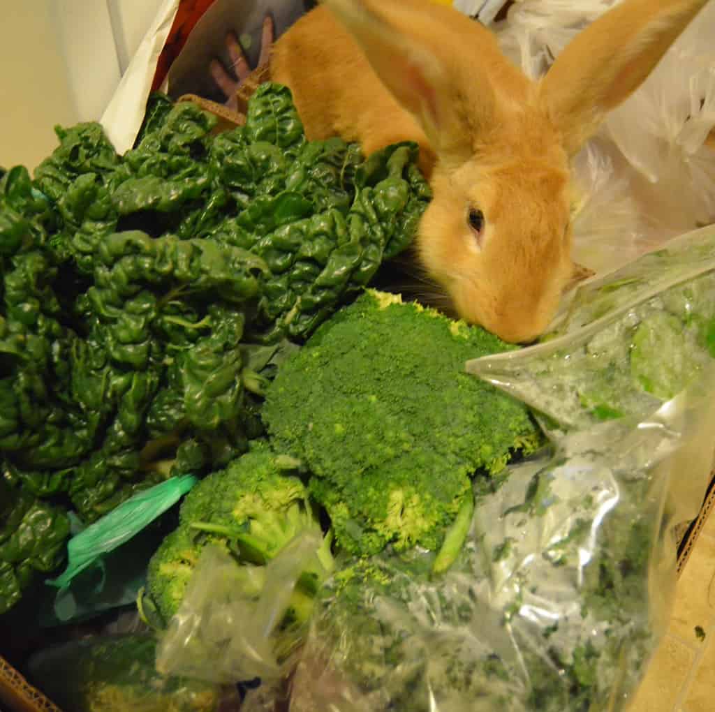 How To Stop A Rabbit From Chewing Its Cage? 7 Rabbit with a lot of vegetables and food.