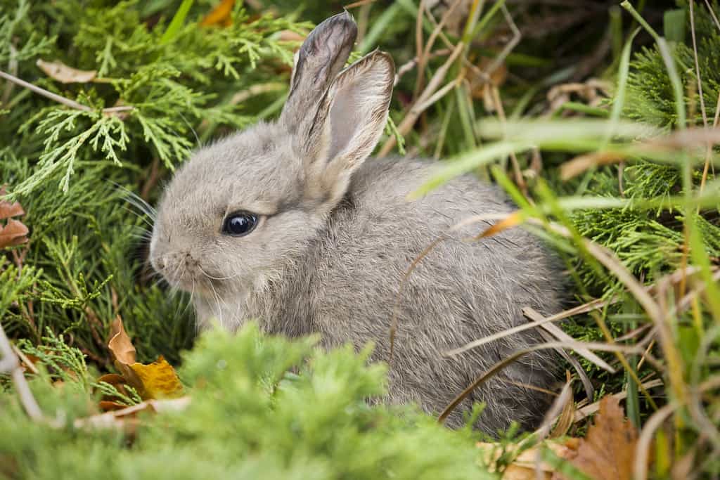 A young rabbit peeing in the wild.