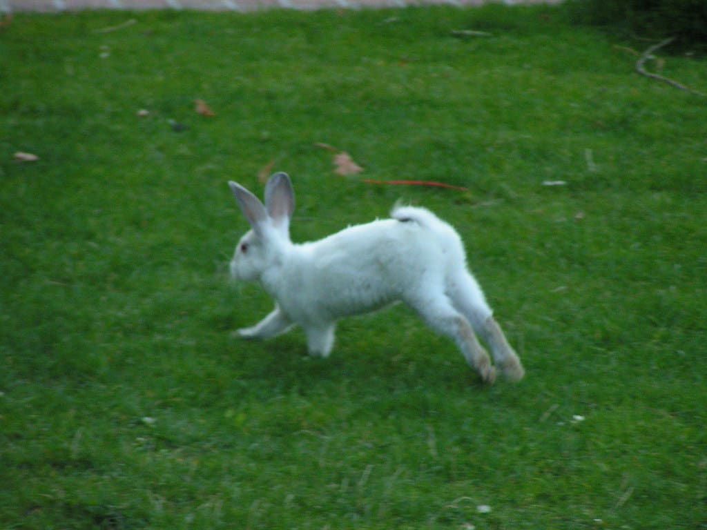 Rabbit running in a field having an excercise.