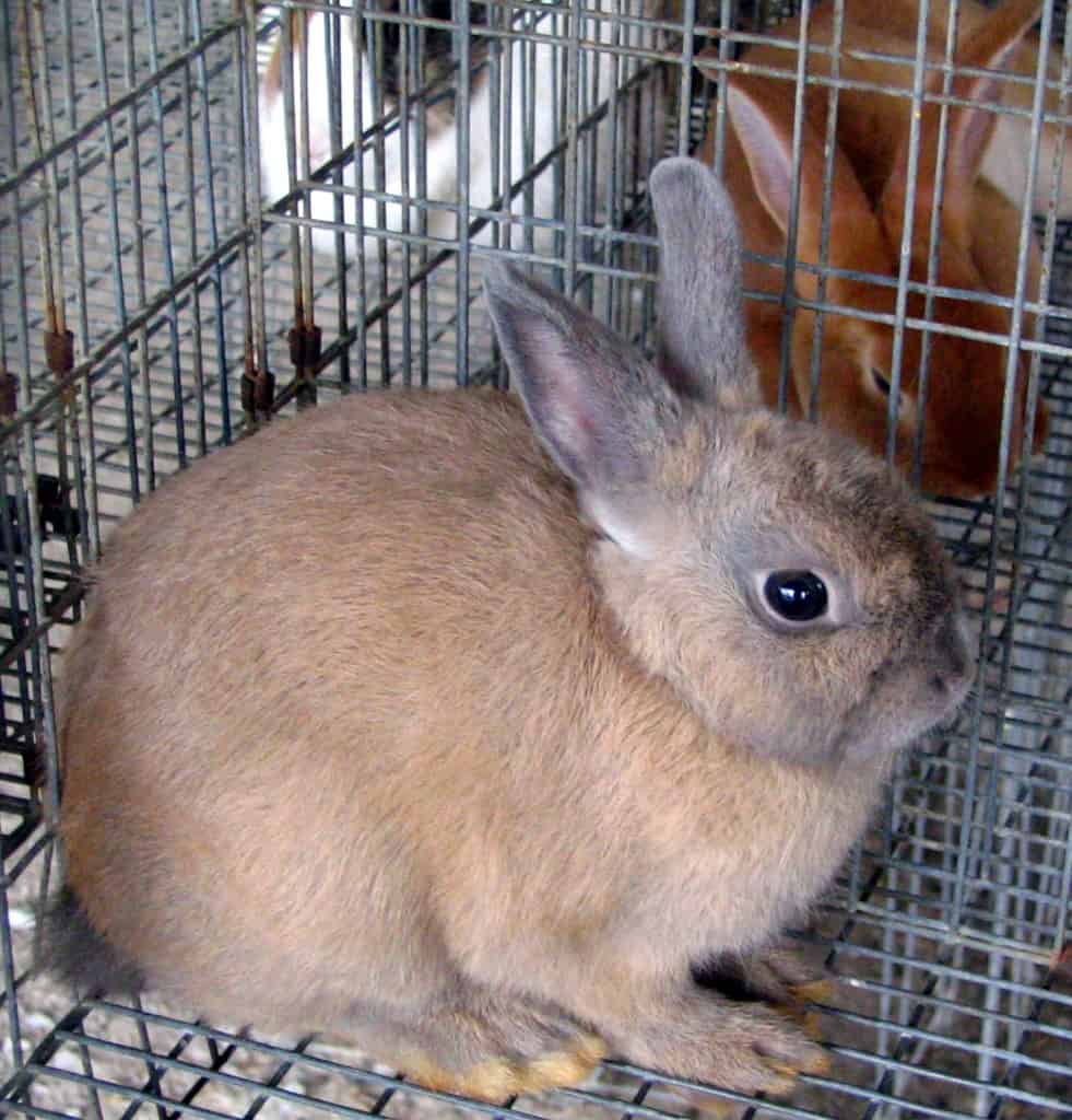 220828564 c7cdff53e4 b What Size Should A Rabbit Cage Be?