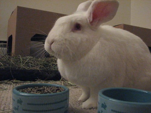 A white rabbit eating a lot of pellets in a feeding bowl.