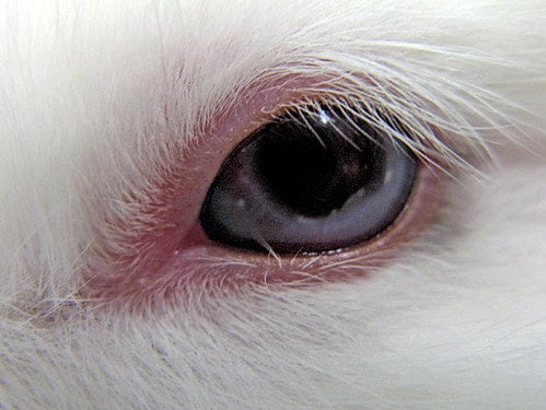 A rabbit's eye with what appears to be a mild case of cataracts.