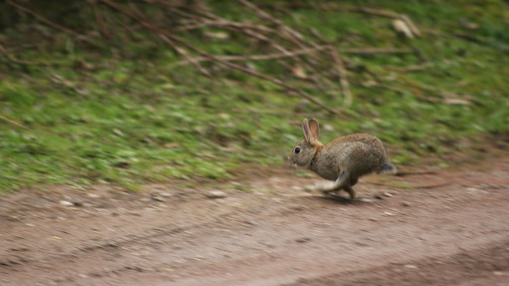 How Do Rabbits Protect Themselves From Predators? Bunny Horde