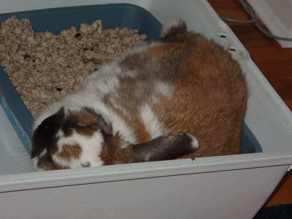 A brown rabbit sitting in its litter box.