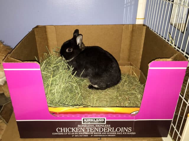 A rabbit that's inside a makeshift litter box made out of a huge cardboard box.