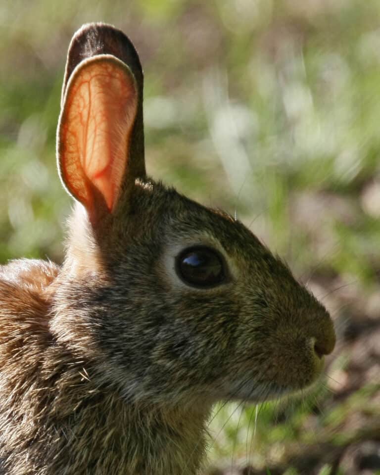 How Do Rabbits Protect Themselves From Predators? Bunny Horde