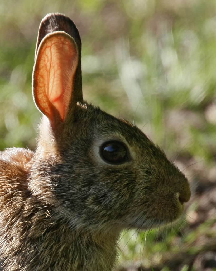 rabbit using using their heightened sense of hearing.