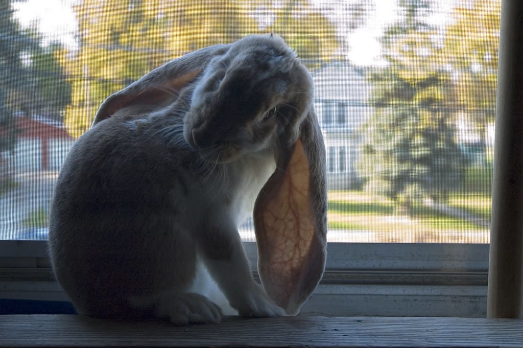 270548138 4785df2724 b How To Tell If Your Rabbit Is Stressed?