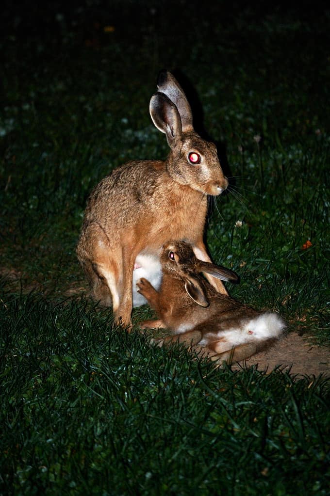 A young wild rabbit attempting to feed her baby.