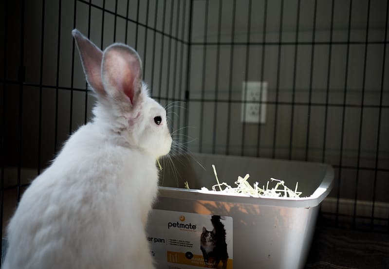 A rabbit looking at the litter box thinking if he wants to poop.