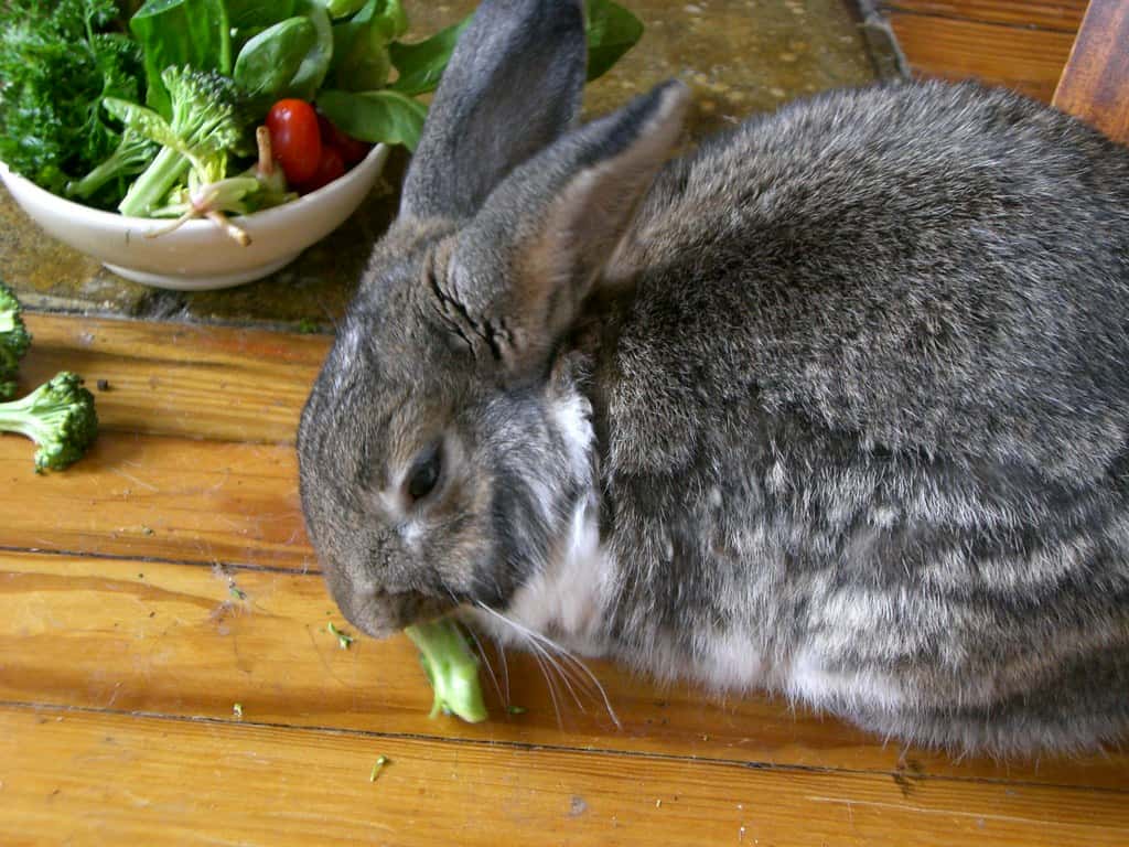 A rabbit eating a lot of veggies like broccoli and tomato.