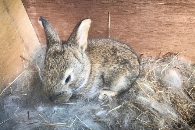 A rabbit in its nest box pulling her hair to build a nest for her kits.