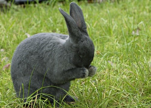 A black young rabbit.