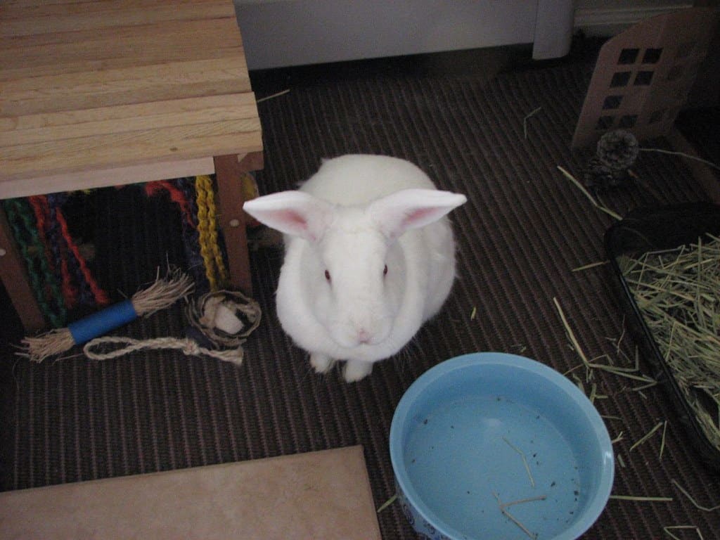 A rabbit inside its cage with a blue feeding bowl beside it.