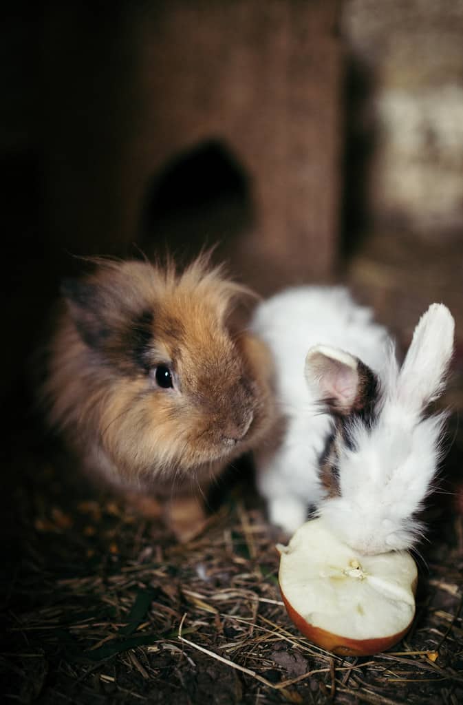 Two lionhead rabbits eating apples together.