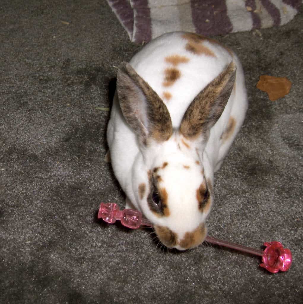 Rabbit biting and playing with a toy.
