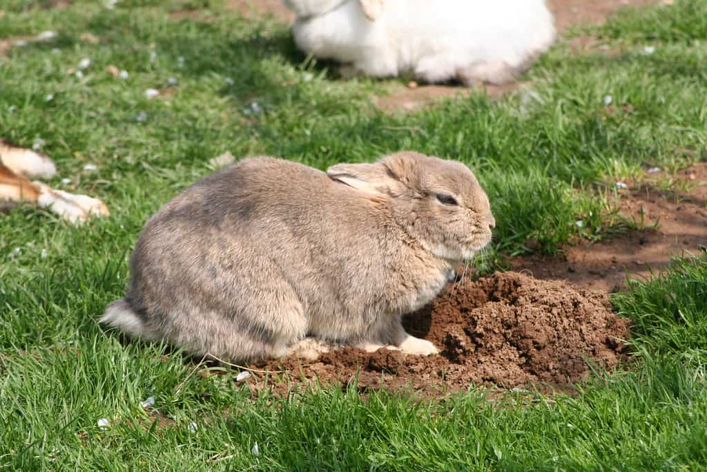 How Do Rabbits Protect Themselves From Predators? Bunny Horde