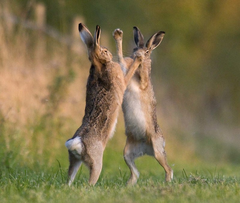 Two rabbits exhibiting the boxing behavior and fighting.