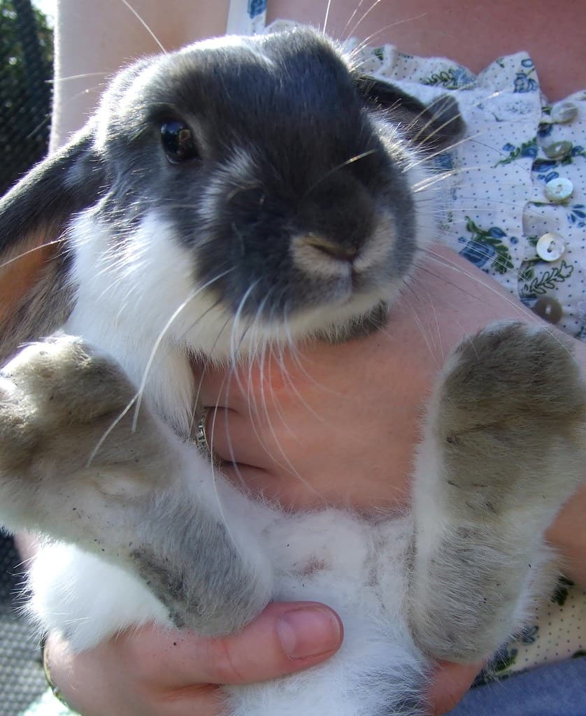 rabbit using hindlegs to attack