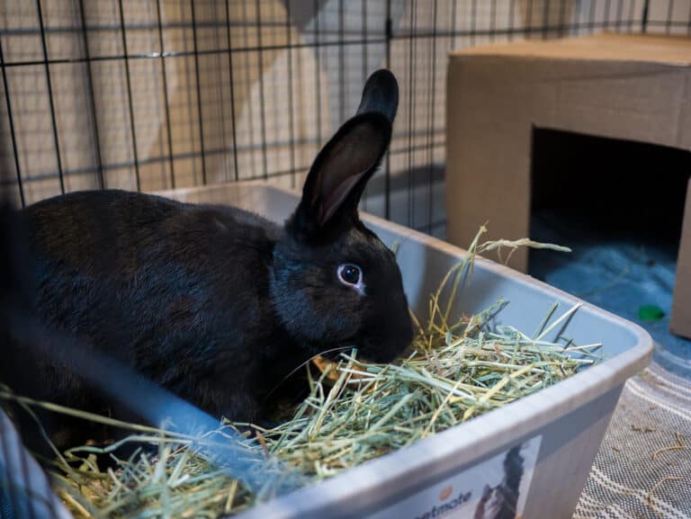 How Much Food Should I Feed My Rabbit A Day? Bunny Horde