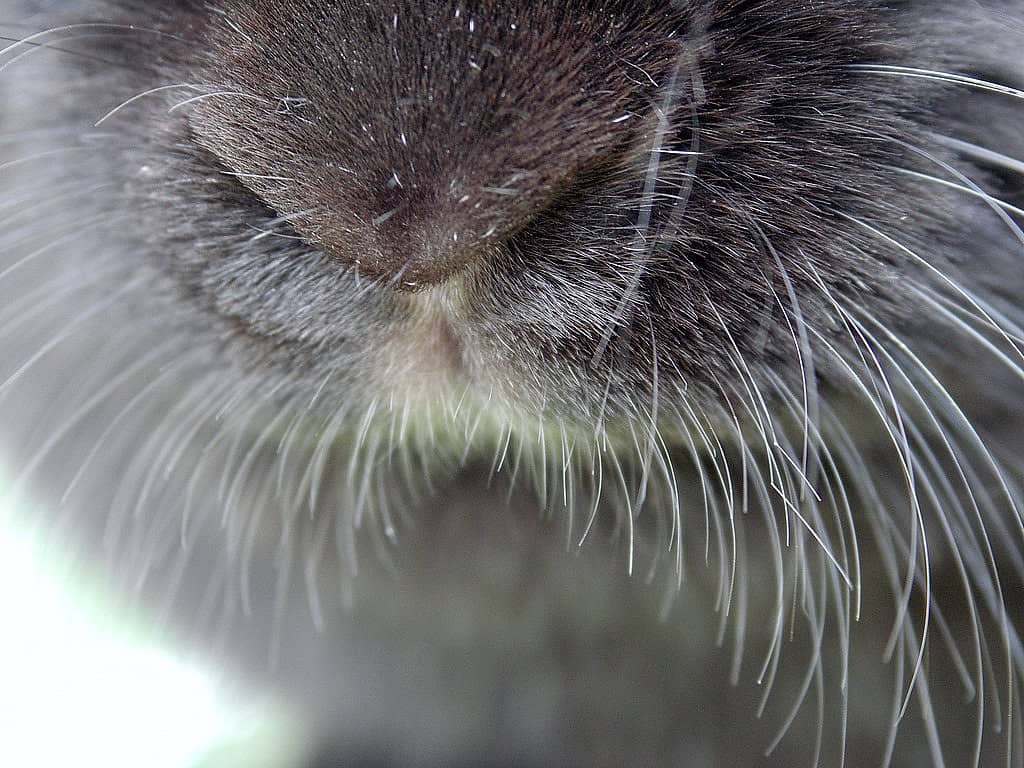 A closed up look of a grey rabbits nose.