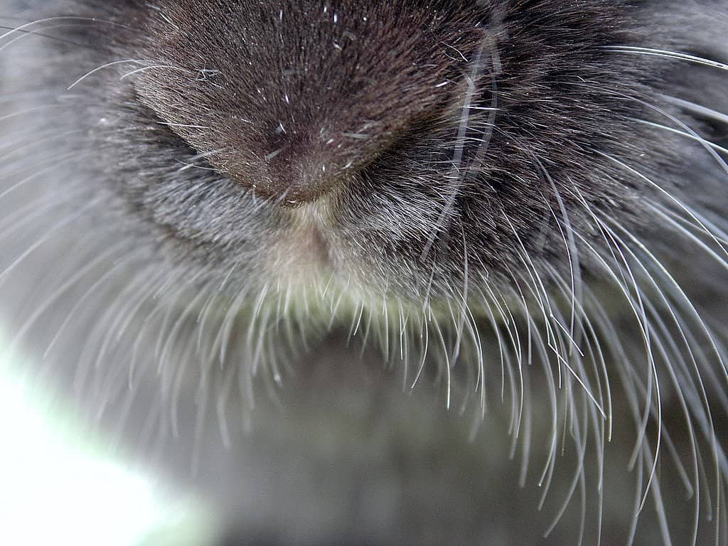 A rabbits nose.