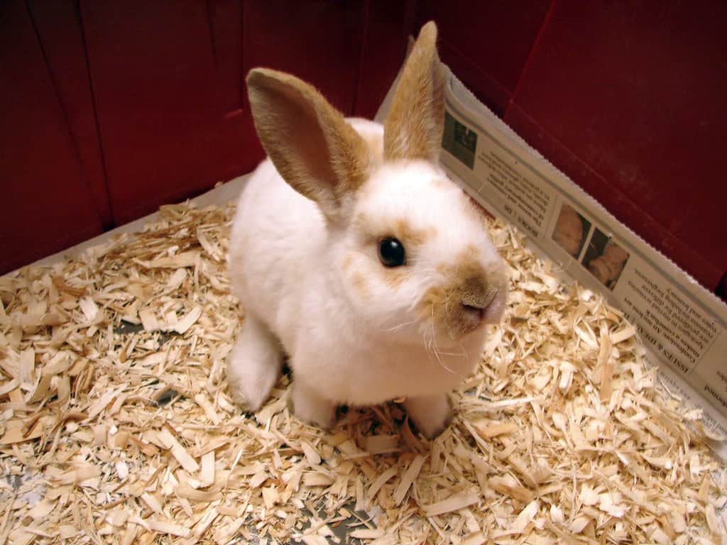 A young white and brown rabbit sitting in its wood-shaving bedding.