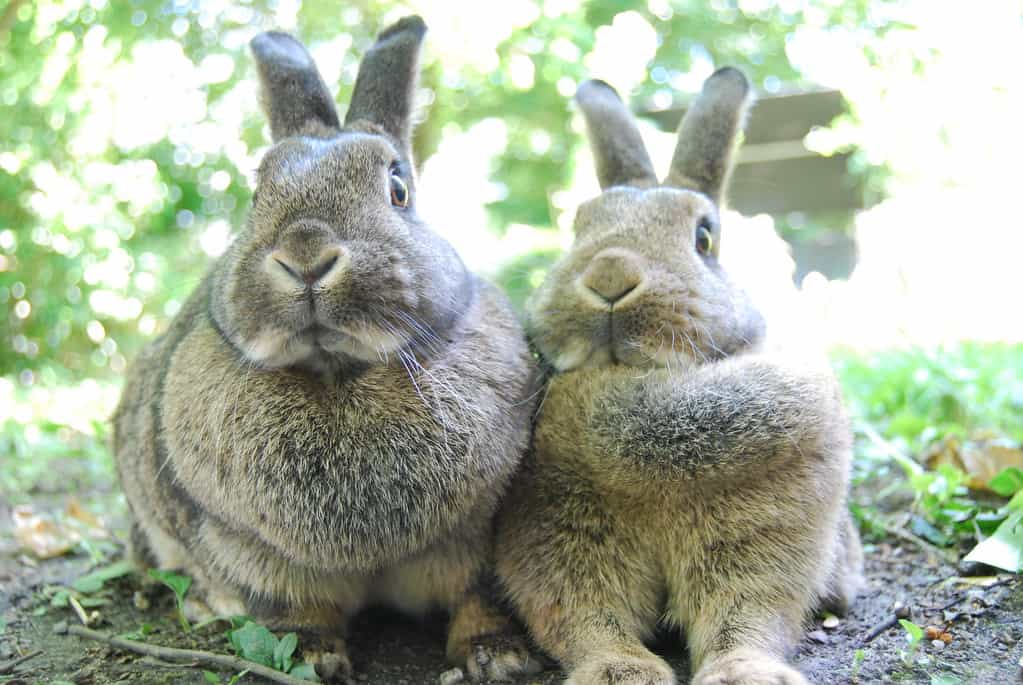 Two rabbits, one is older, the other one is younger.