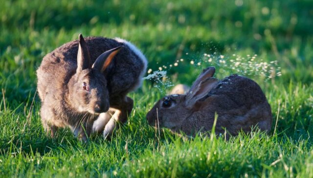 A wild rabbit urinating.