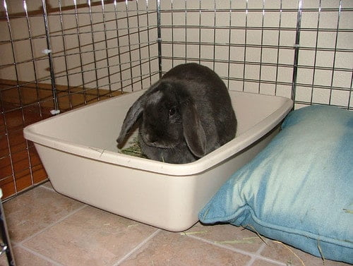 A black rabbit sitting on its litter box inside its cage.