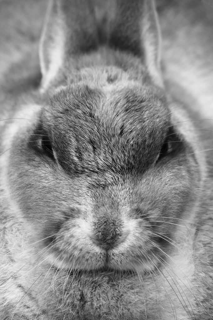 4612232914 db74aa7b9e b 1 How To Tell If Your Rabbit Is Stressed?
