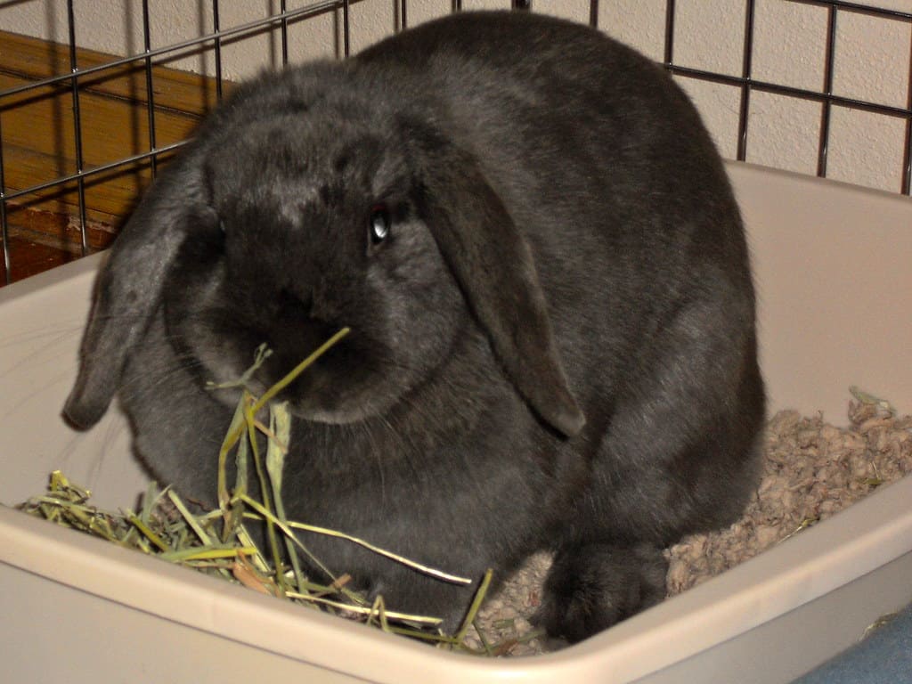 An old rabbit sitting in a litter box.