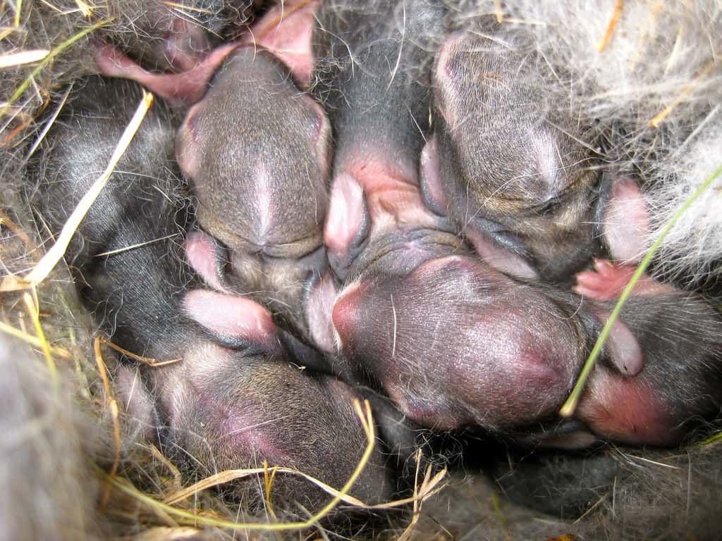 Newborn rabbits or kits that are still inside the nest.