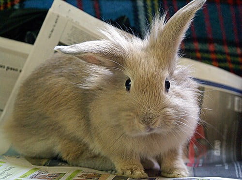 Would my rabbit eat the shredded paper?