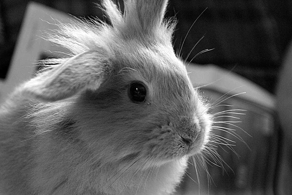 A rabbit that's relaxed around her owner so its nose is only slowly twitchin.