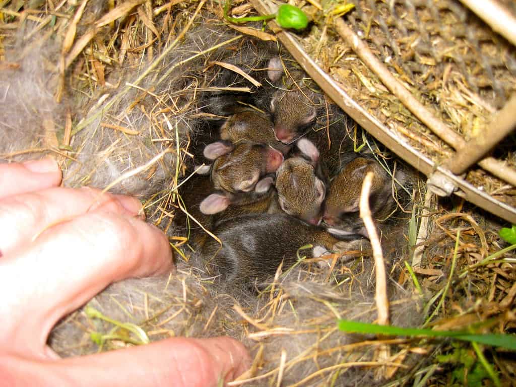 A rabbit's nest full of baby rabbits or kits.