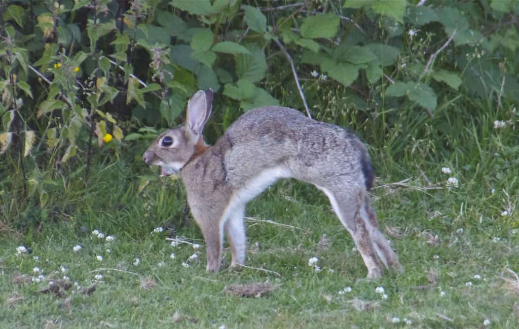 rabbit angry using its teeth.