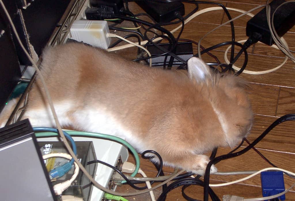 A rabbit sleeping on its side fully relaxed. It's called the flopped position when sleeping.