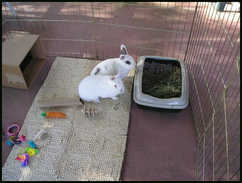 How To Stop A Rabbit From Chewing Its Cage? 4 Two rabbits inside a playpen with a lot of room to play and roam around.