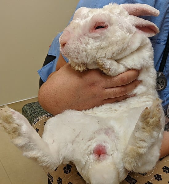 How To Stop A Rabbit From Chewing Its Cage? 2 A veterinarian holding a rabbit to be prepared for surgery to be neutered.