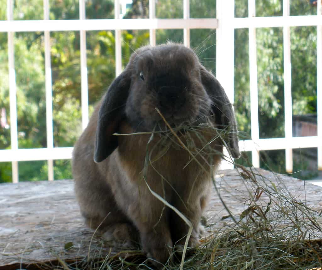 A rabbit eating a lot of hay.