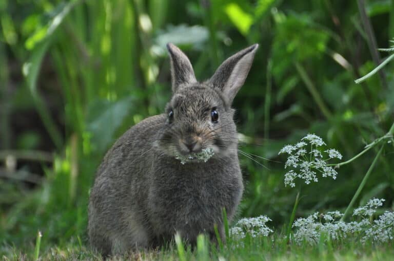 How To Tell If A Rabbit Is Happy? Bunny Horde