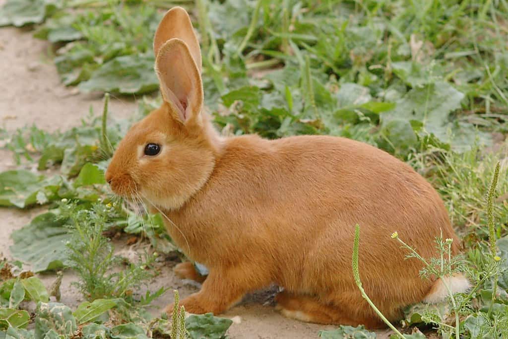 How To Stop A Rabbit From Chewing Its Cage? 3 A rabbit outside getting an exercise.