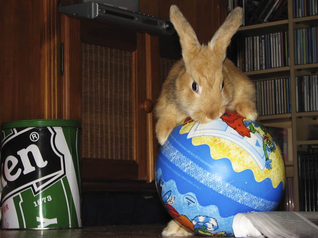 How To Stop A Rabbit From Chewing Its Cage? 5 A brown rabbit palying with its toy ball.