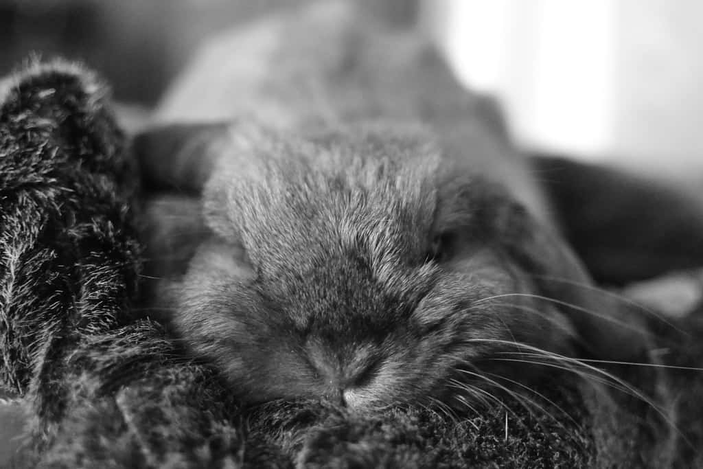 A sleeping rabbit in a relaxed position without nose twitching.