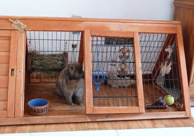 A rabbit sitting inside its hutch with all the essential items a rabbit would need inside its hutch like toys, watering device, and hay rack.