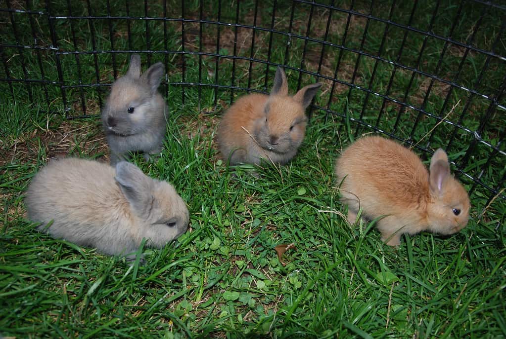four young bunnies sitting in its play pen.