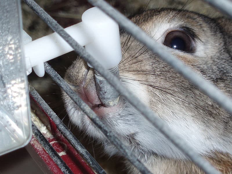 A rabbit drinking in a watering device attached to its cage.