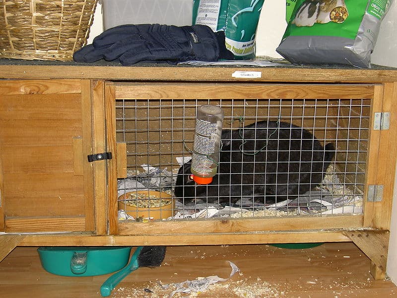 Is shredded paper harder to clean up as rabbit bedding?